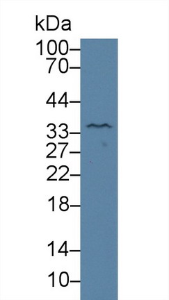 Kallikrein 4 (KLK4) Rat Polyclonal Antibody