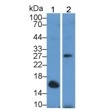 Caspase 14 (CASP14) Human Polyclonal Antibody