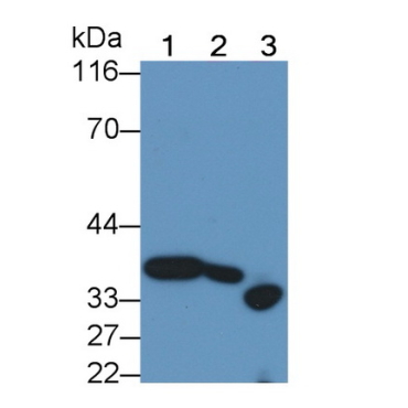 Caspase 14 (CASP14) Mouse Polyclonal Antibody