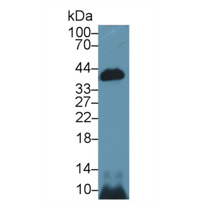 Caspase 14 (CASP14) Mouse Polyclonal Antibody