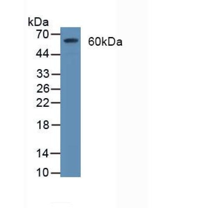 Cluster Of Differentiation 55 (CD55) Human Polyclonal Antibody