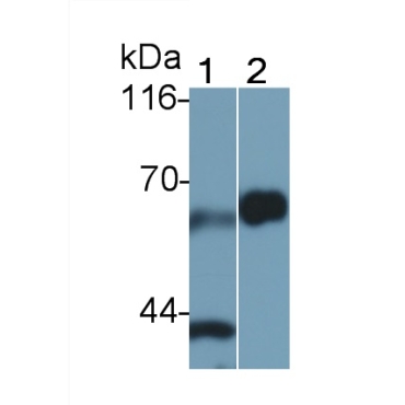 Cluster Of Differentiation 55 (CD55) Mouse Polyclonal Antibody