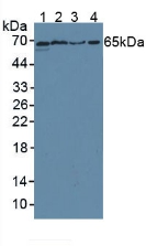 Cluster Of Differentiation 55 (CD55) Rat Polyclonal Antibody