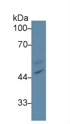 Lipase, Endothelial (LIPG) Rat Polyclonal Antibody