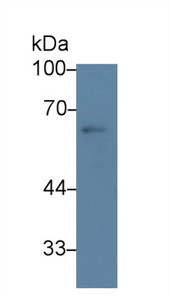 Heat Shock Transcription Factor 2 (HSF2) Rat Polyclonal Antibody
