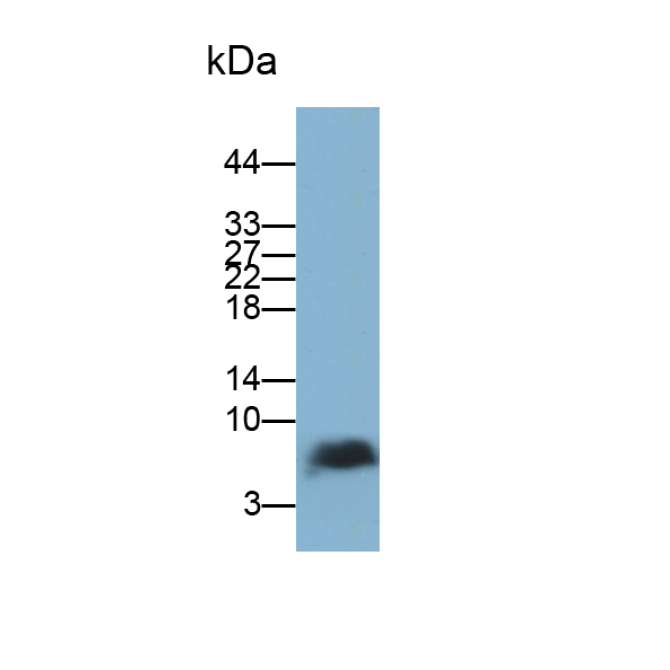 Osteocalcin (OC) Chicken (Gallus) Polyclonal Antibody