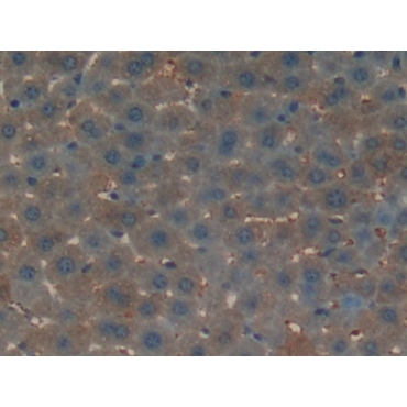 Osteocalcin (OC) Mouse Polyclonal Antibody