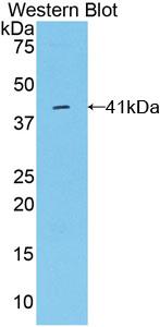 Osteocalcin (OC) Rat Polyclonal Antibody