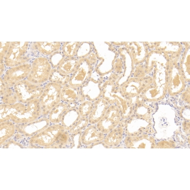 Parathyroid Hormone Receptor 2 (PTHR2) Human Polyclonal Antibody