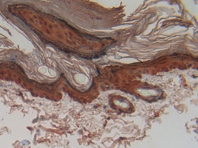 Cystatin A (CSTA) Rat Polyclonal Antibody