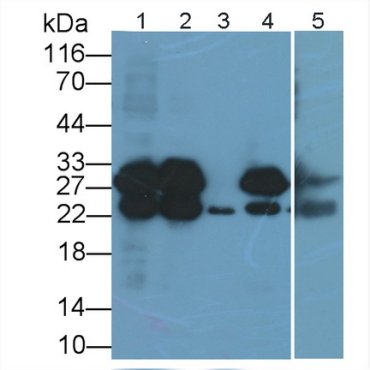 Cardiac Troponin I (cTnI) Canis familiaris; Canine (Dog) Polyclonal Antibody