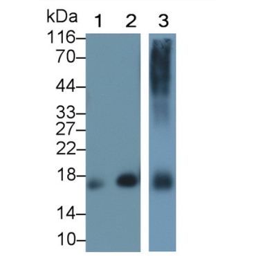 Myoglobin (MYO) Chicken (Gallus) Polyclonal Antibody