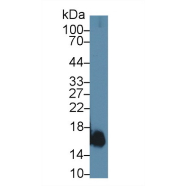Myoglobin (MYO) Human Polyclonal Antibody