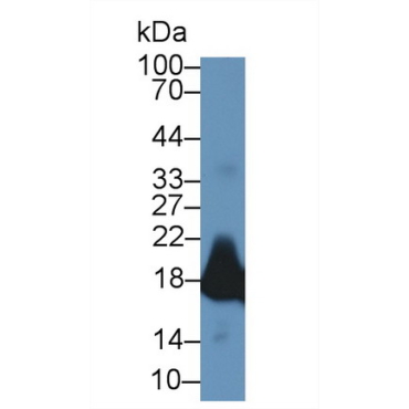 Myoglobin (MYO) Mouse Polyclonal Antibody