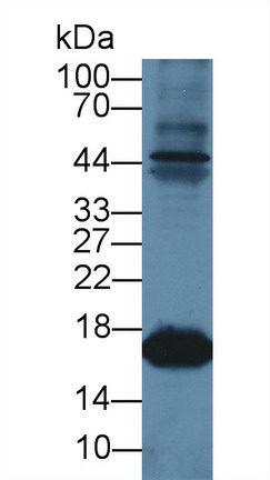 Myoglobin (MYO) Ovis aries; Ovine (Sheep) Polyclonal Antibody