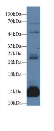 Myoglobin (MYO) Rat Polyclonal Antibody