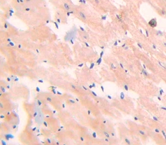 Myoglobin (MYO) Rat Polyclonal Antibody