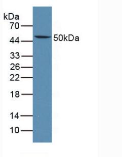 Lymphotoxin Beta Receptor (LTbR) Mouse Polyclonal Antibody