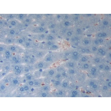 Endothelin 1 (EDN1) Mouse Polyclonal Antibody