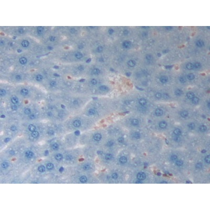 Endothelin 1 (EDN1) Mouse Polyclonal Antibody
