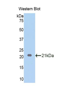 Endothelin 1 (EDN1) Pig Polyclonal Antibody