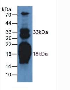 N-Terminal Pro-Atrial Natriuretic Peptide (NT-ProANP) Rat Polyclonal Antibody