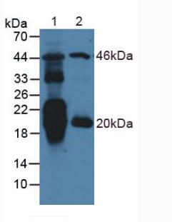 N-Terminal Pro-Atrial Natriuretic Peptide (NT-ProANP) Rat Polyclonal Antibody