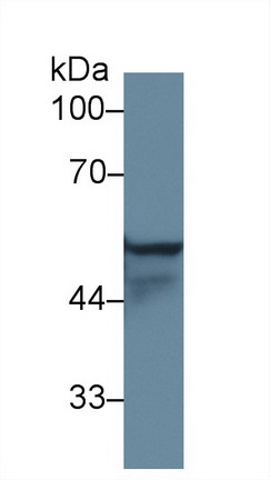 Cytokeratin 4 (CK4) Rat Polyclonal Antibody