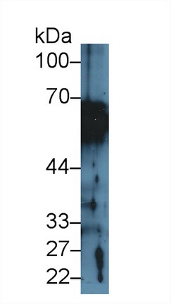 Cytokeratin 1 (CK1) Rat Polyclonal Antibody