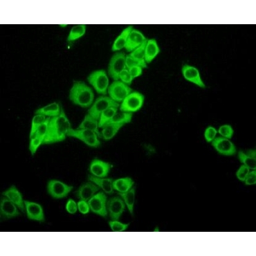 Protein Kinase C Iota (PKCi) Human Polyclonal Antibody