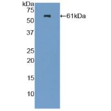 Nestin (NES) Mouse Polyclonal Antibody