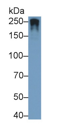 Nestin (NES) Rat Polyclonal Antibody