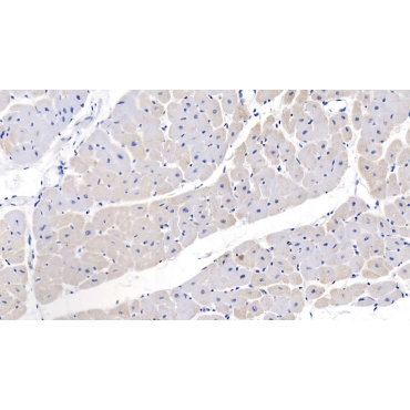 Natriuretic Peptide Precursor B (NPPB) Human Polyclonal Antibody
