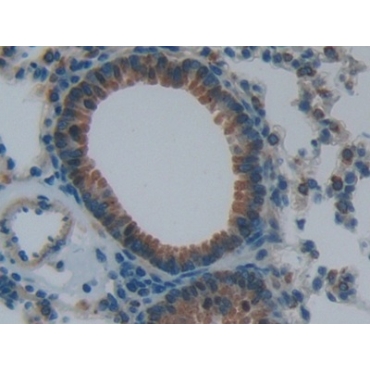 Natriuretic Peptide Precursor B (NPPB) Mouse Polyclonal Antibody