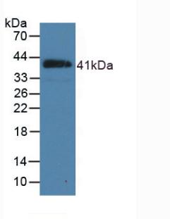 Natriuretic Peptide Precursor B (NPPB) Pig Polyclonal Antibody
