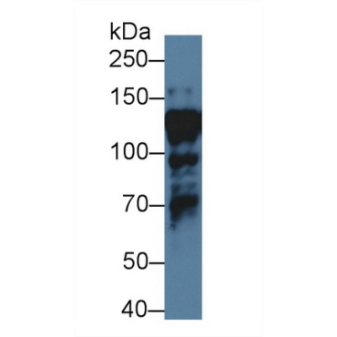 Interleukin Enhancer Binding Factor 3 (ILF3) Human Polyclonal Antibody