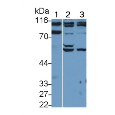 Protein Kinase D2 (PKD2) Mouse Polyclonal Antibody