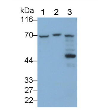 Fibrinogen Like Protein 2 (FGL2) Mouse Polyclonal Antibody