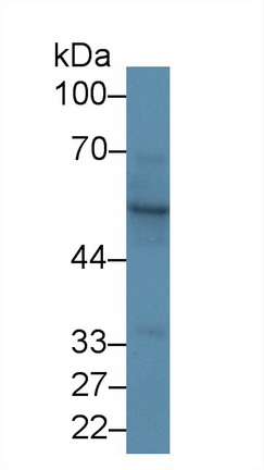 Cytokeratin 15 (CK15) Rat Polyclonal Antibody