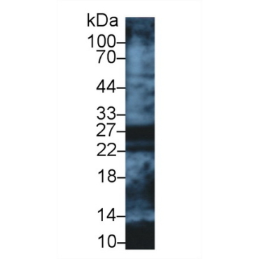 Apolipoprotein A1 (APOA1) Human Polyclonal Antibody