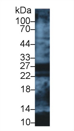 Apolipoprotein A1 (APOA1) Human Polyclonal Antibody