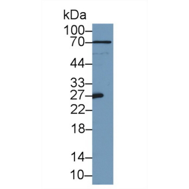 Apolipoprotein A1 (APOA1) Mouse Polyclonal Antibody