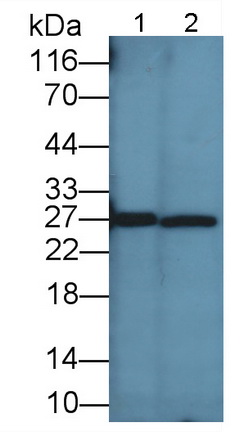 Apolipoprotein A1 (APOA1) Pig Polyclonal Antibody