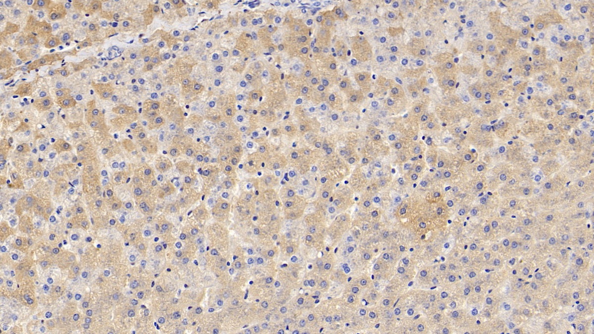 Apolipoprotein A1 (APOA1) Pig Polyclonal Antibody