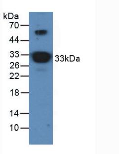 Apolipoprotein A1 (APOA1) Rat Polyclonal Antibody