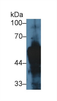 Cytokeratin 14 (CK14) Rat Polyclonal Antibody