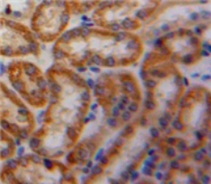 Platelet Derived Growth Factor AA (PDGFAA) Rat Polyclonal Antibody