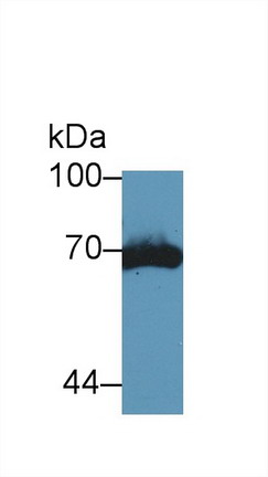 Tissue Plasminogen Activator (tPA) Mouse Polyclonal Antibody