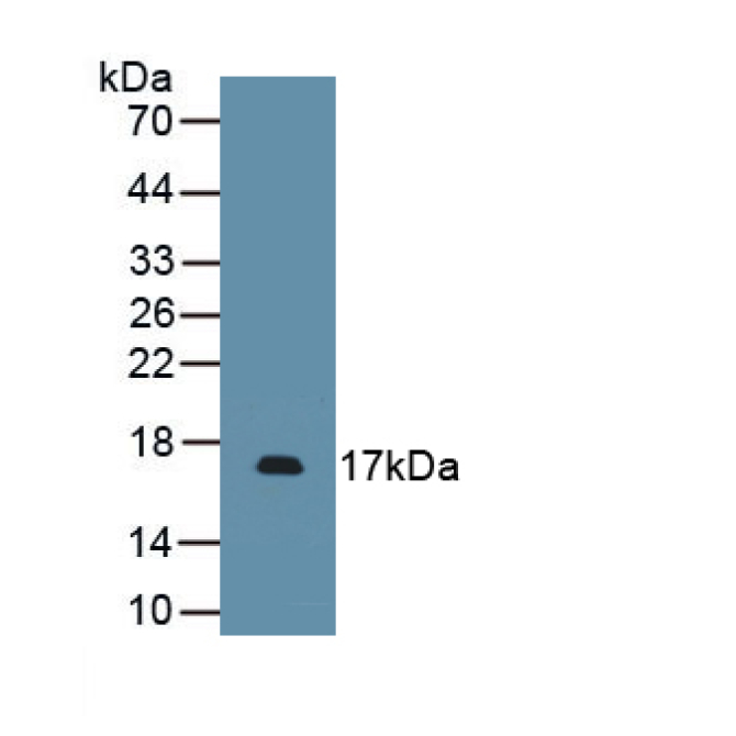 Platelet Derived Growth Factor Subunit A (PDGFA) Mouse Polyclonal Antibody