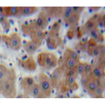 Plasminogen Activator Inhibitor 2 (PAI2) Mouse Polyclonal Antibody